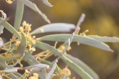 Acacia cambagei