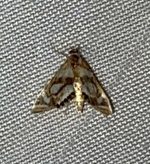 Chrysendeton medicinalis