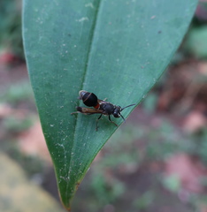 Ropalidia sumatrae