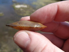 Utterbackia imbecillis