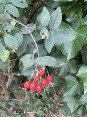 Rosa glauca
