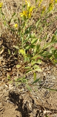 Columbiadoria hallii