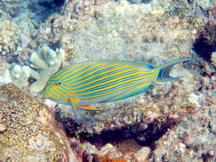 Acanthurus lineatus