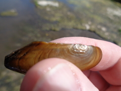 Utterbackia imbecillis