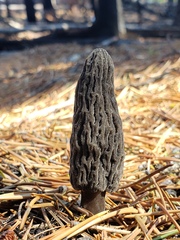 Morchella tomentosa
