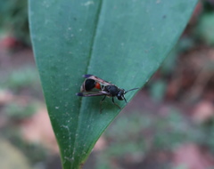 Ropalidia sumatrae