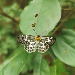 Abraximorpha davidii