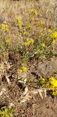 Columbiadoria hallii