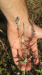 Froelichia floridana
