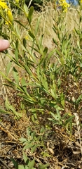 Columbiadoria hallii