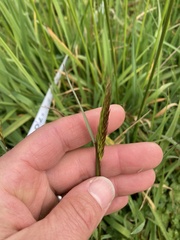 Anthoxanthum odoratum