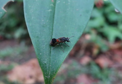 Ropalidia sumatrae