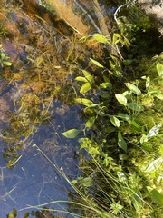 Maianthemum trifolium