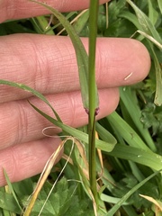 Anthoxanthum odoratum