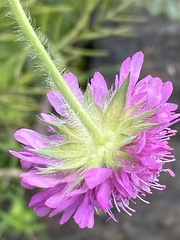 Knautia