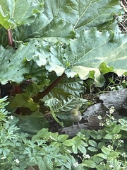 Ptilotula penicillata