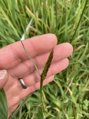 Anthoxanthum odoratum