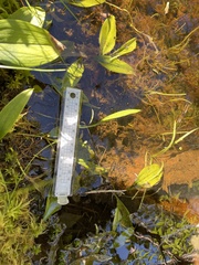 Maianthemum trifolium