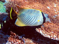 Chaetodon trifascialis