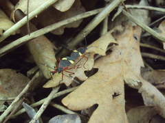 Dysdercus albofasciatus