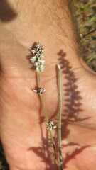 Froelichia floridana