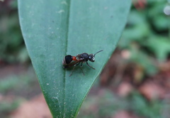 Ropalidia sumatrae