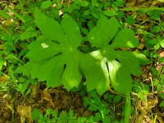 Podophyllum peltatum