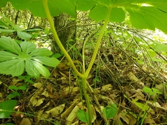Podophyllum peltatum