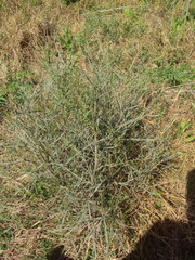 Baccharis articulata