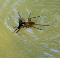 Anoplius depressipes