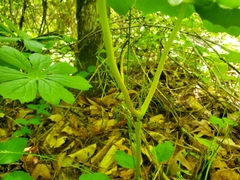 Podophyllum peltatum