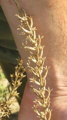 Oenothera rhombipetala