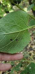 Arctium
