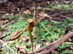 Pterostylis erecta