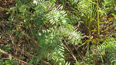 Tephrosia virginiana