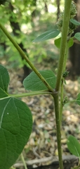 Arctium