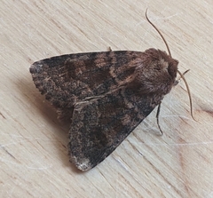 Noctuinae