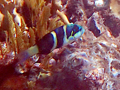 Thalassoma nigrofasciatum