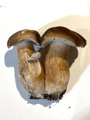 Boletus