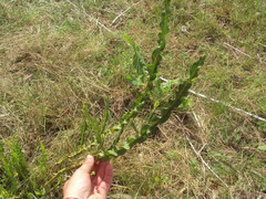 Baccharis trimera