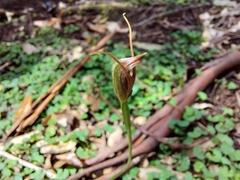 Pterostylis erecta