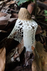 Phallus atrovolvatus