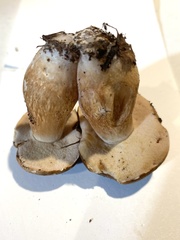 Boletus