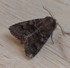 Noctuinae