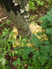 Armillaria
