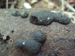 Hypoxylaceae