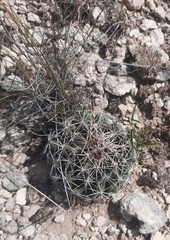 Coryphantha sulcata