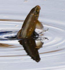 Catostomus occidentalis