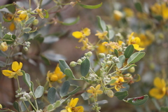 Senna artemisioides alicia