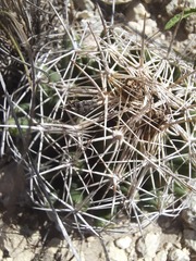 Coryphantha sulcata